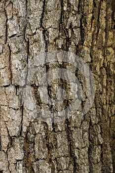 Wood texture with natural patterns, Background old panels,