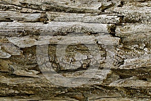 Wood texture with natural patterns, Background old panels, The b