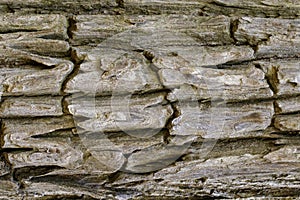 Wood texture with natural patterns, Background old panels, The b