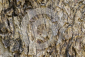 Wood texture with natural patterns, Background old panels, The b