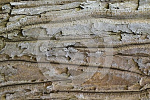 Wood texture with natural patterns, Background old panels, The b