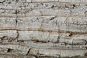 Wood texture with natural patterns, Background old panels, The b