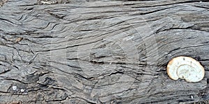 Wood with texture nature landscapes background from lakhnadon India, picture taken on February 2018, landscape