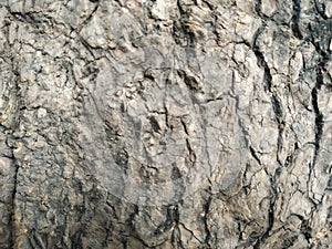 WOOD TEXTURE.Old cross-section of a tree.Original wood texture on the cut.