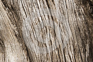 Wood texture of old dried tree