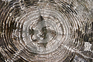 Wood texture on the old stump