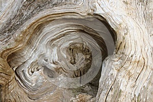 Wood texture on the old tree stump roots. Wavy lines. image of B