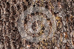 Wood texture of old tree trunk, close-up,  texture, background