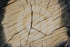 Wood texture, old wood cut