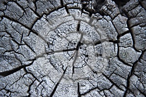 Wood texture, old wood cut with cracks inside.