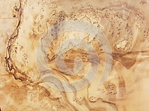 Wood texture olive tree background pattern