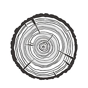 Wood texture rings slice of tree wooden stump