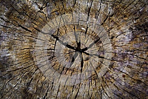 Old wood tree rings texture