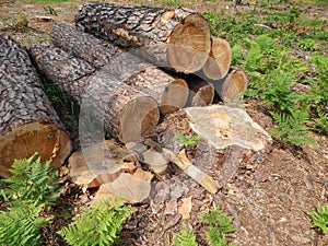 Wood texture timber tree