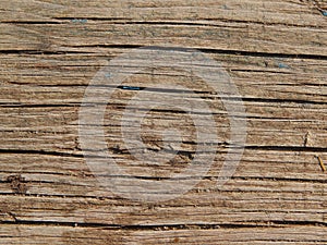 Wood texture timber tree