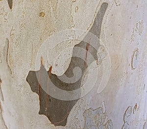 Wood texture tree bark maple tree close up