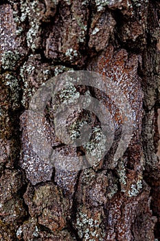 Wood texture tree bark texture