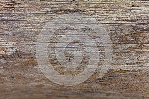 Wood texture tree bark texture