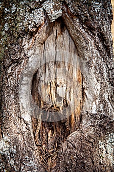 Wood texture tree bark texture