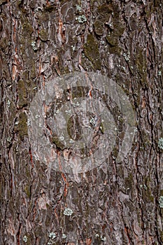Wood texture tree bark texture