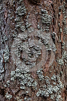 Wood texture tree bark texture