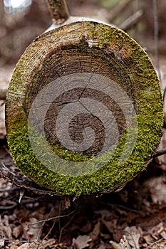 Wood texture tree bark texture