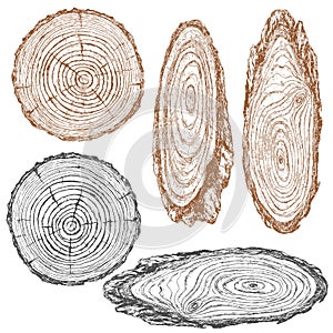 Wood texture of trunk tree sketch