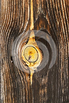 Wood texture with a visible ring