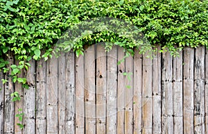 wood texture/wood texture background