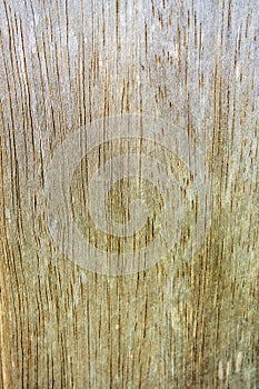 Wood textured background for design