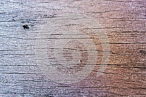 Wood textured background for design and all inspirations creative