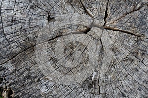 Wood texturewood texture background