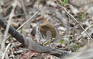 Wood thrush