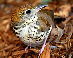 Wood Thrush