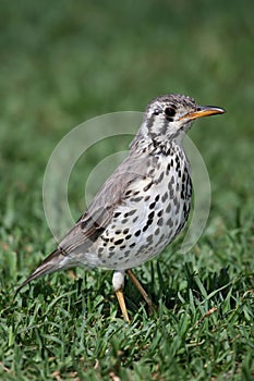 Wood Thrush Bird