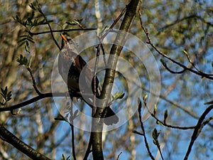 Wood thrush bird sitting on a branch