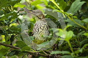 Wood Thrush calls out from among green leaves.