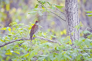 Wood thrush in Chesapeake and Ohio Canal National Historical Park.Maryland.USA