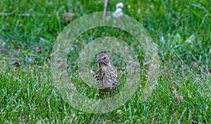 Wood thrush in green grass