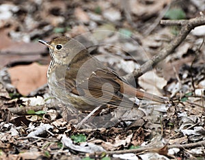 Wood thrush hunting on the forest floor.