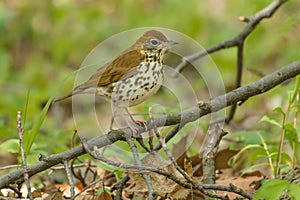 Wood Thrush - Hylocichla mustelina photo