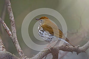 Wood Thrush, Hylocichla mustelina, perched in a tree