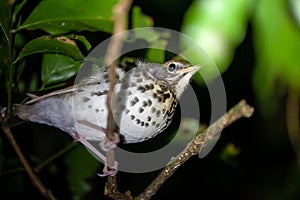 Wood thrush, Hylocichla mustelina, in a tree