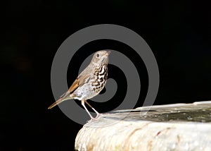 Wood thrush perched on side of a bird bath