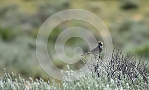 Wood Thrush In Sagebrush