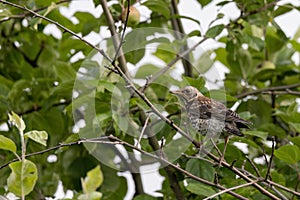 A wood thrush sitting on a tree branch is a mountain ash.