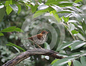 A wood thrush wintering in the Maya Biosphere Reserve
