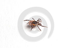 Wood tick, Ixodes ricinus, specimen - angled side view, isolated on white