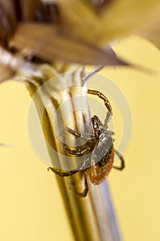 The Wood Tick ( Ixodidae)