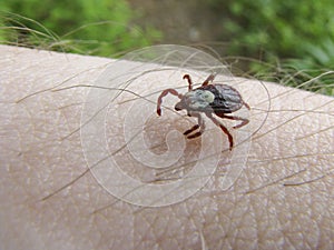 Wood tick